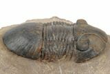 2.2" Excellent Paralejurus Trilobite - Lghaft, Morocco - #196922-1